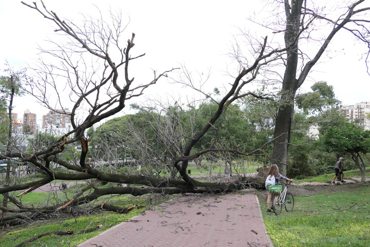 Caída de arboles en el parque Lezama Foto: Enrique Garcia Medina