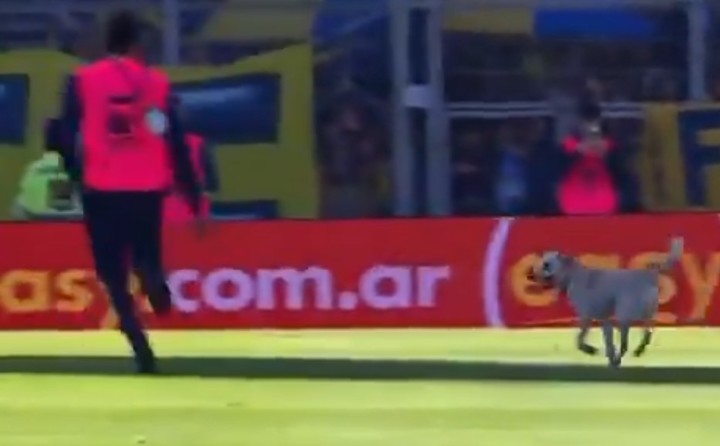 El perro se metió en la cancha y desató un momento desopilante.