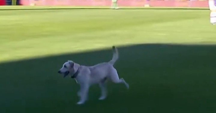 El perro se metió en la cancha y desató un momento desopilante.