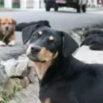 Perros callejeros